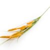 Single Setaria Grass Stem