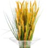 Single Setaria Grass Stem