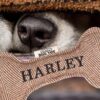 Harley’s Personalised Squeaky Dog Toy