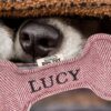 Lucy’s Personalised Squeaky Dog Toy