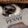 Penny’s Personalised Squeaky Dog Toy